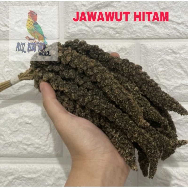 Jawawut Biji Jewawut Hitam Super Pakan Makanan Burung Finch Blackthroat Mozambik Kenari Perkutut San
