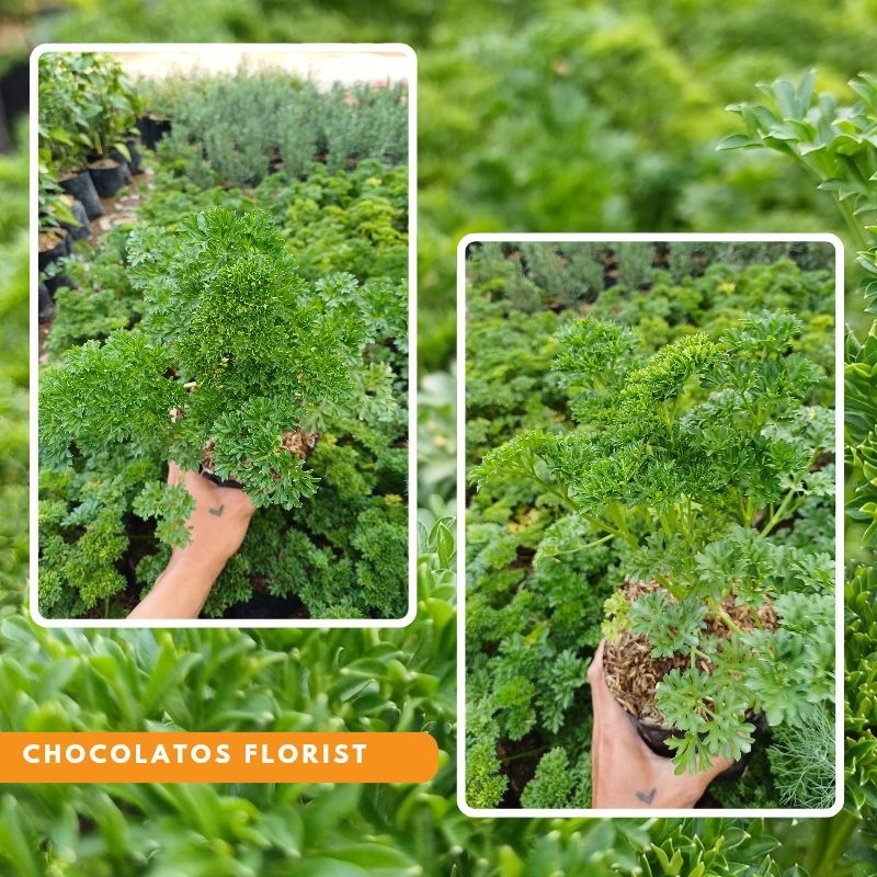 Tanaman Sayur Peterseli - Bahan Penyedap Peterseli (Parsley)