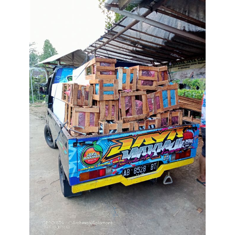 Bibit Jeruk Pamelo Madu, Pamelo Merah, Jeruk keprok Siem Madu