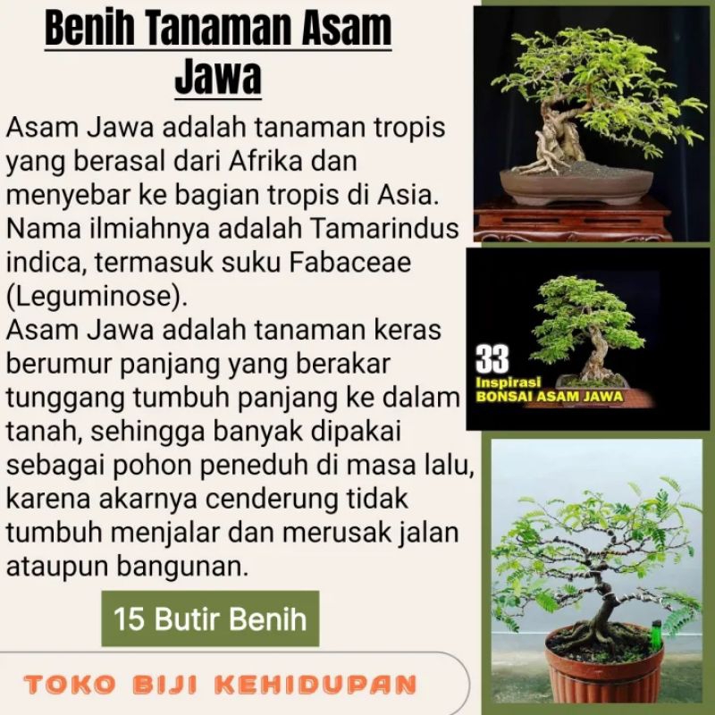 15 BIJI BENIH ASAM JAWA ( BAHAN BONSAI )
