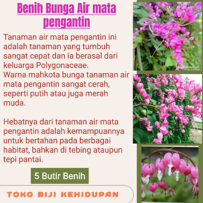 5 BIJI BENIH BUNGA AIR MATA PENGANTIN PINK

