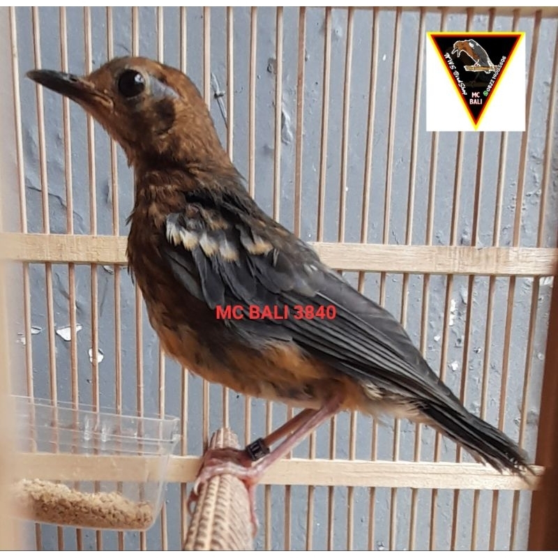 trotolan Anis Merah MC BALI