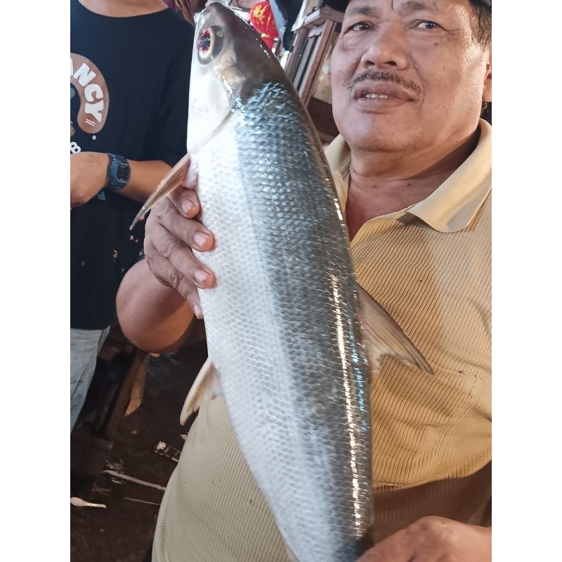 

bandeng jumbo imlek