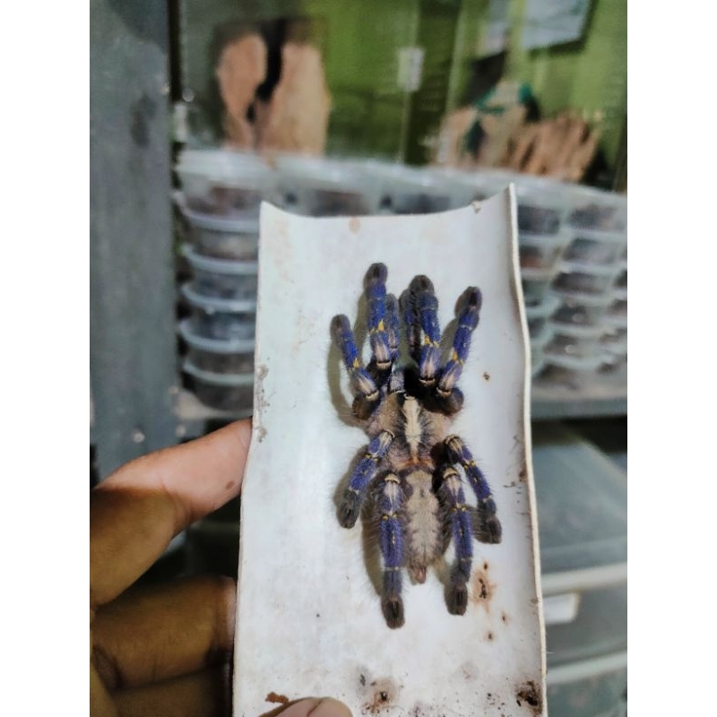 poecilotheria metallica female ( pakan ikan, pakan reptile, tarantula)