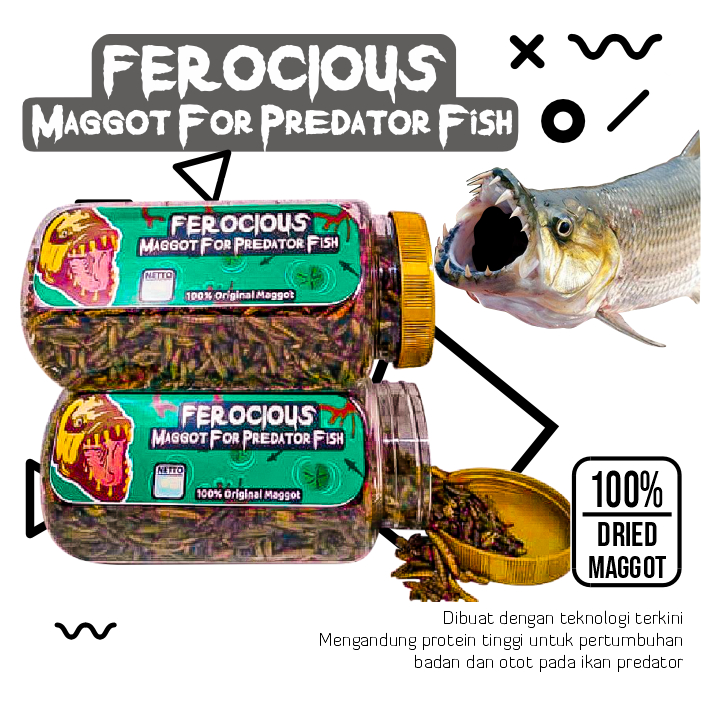 Pakan Ikan Predator Ferocious Maggot Kering BSF 1 toples Channa Oscar Arapaima Datnoid Peacock Bass 