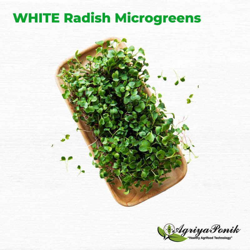 

White Radish Microgreens 1gr