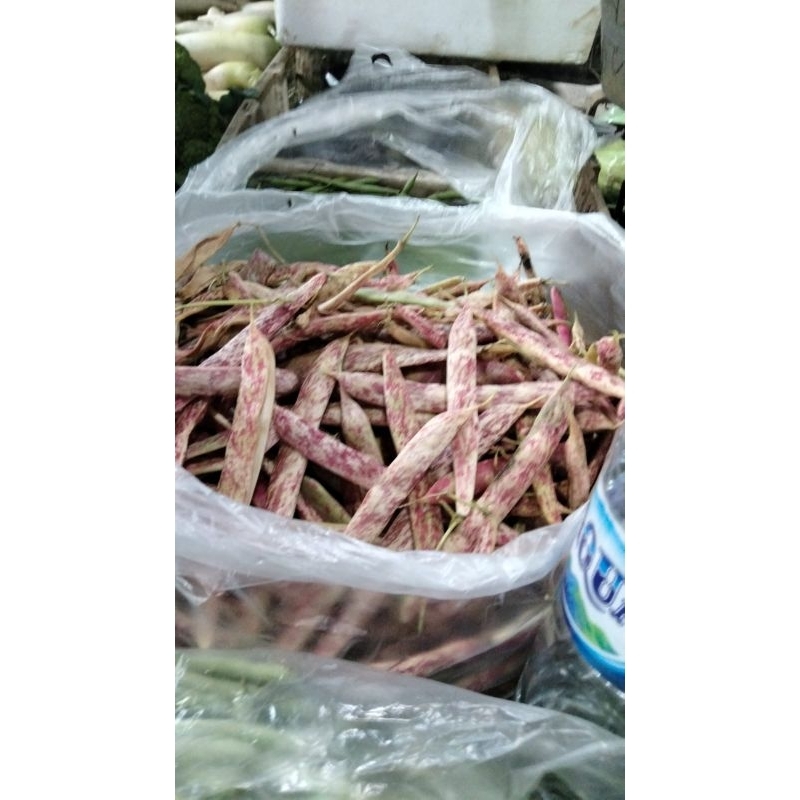 

Kacang Merah Segar