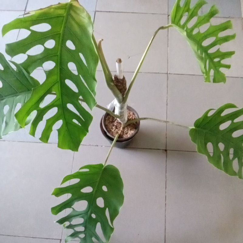 monstera dubia
