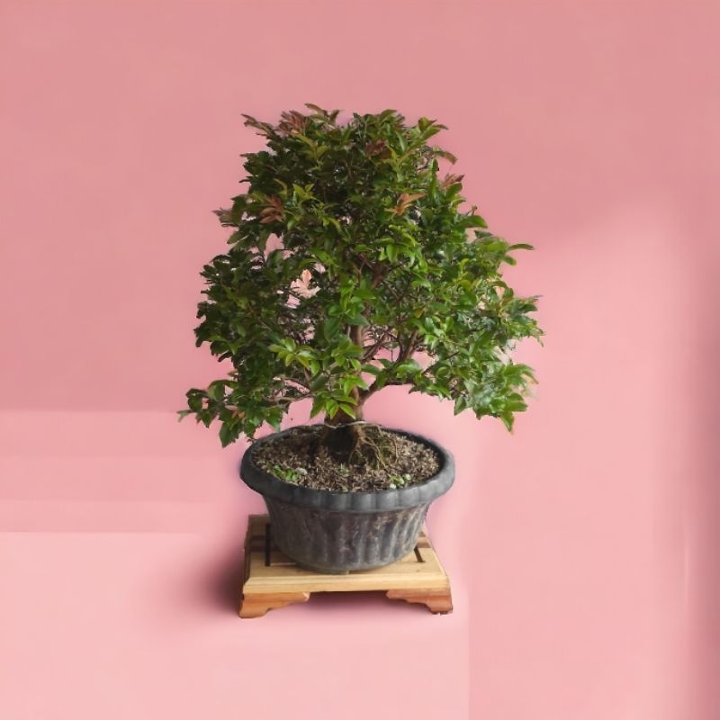 bonsai anggur brazil kupalanda