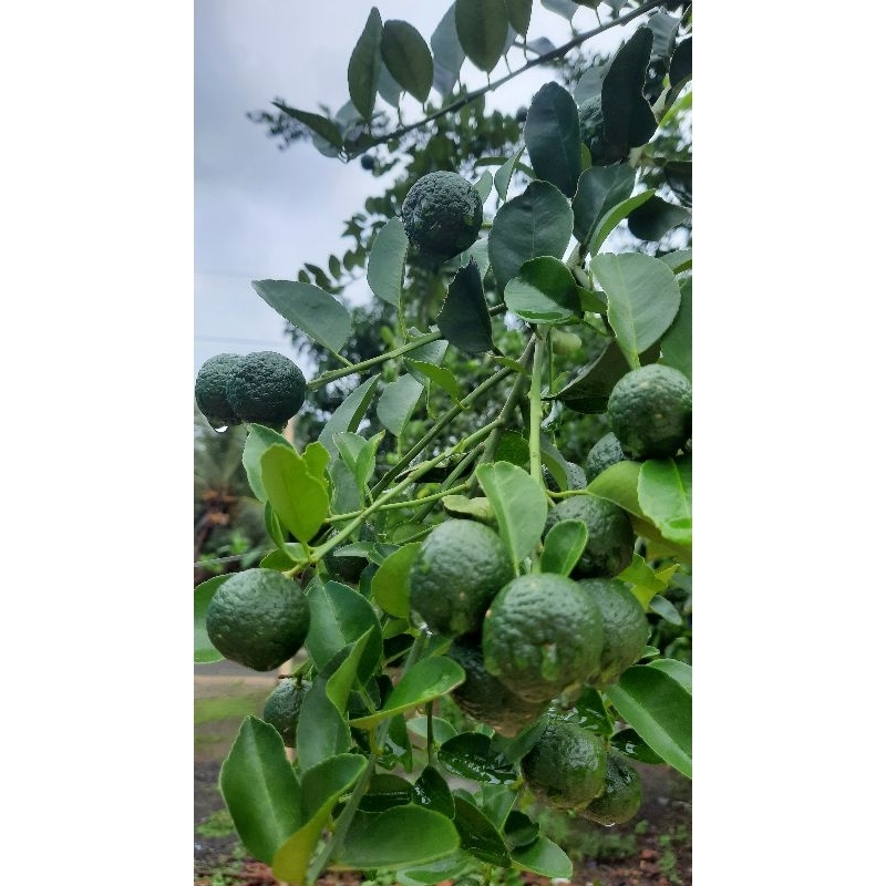 

1kg Jeruk Limau Jeruk Sambel Jeruk Purut