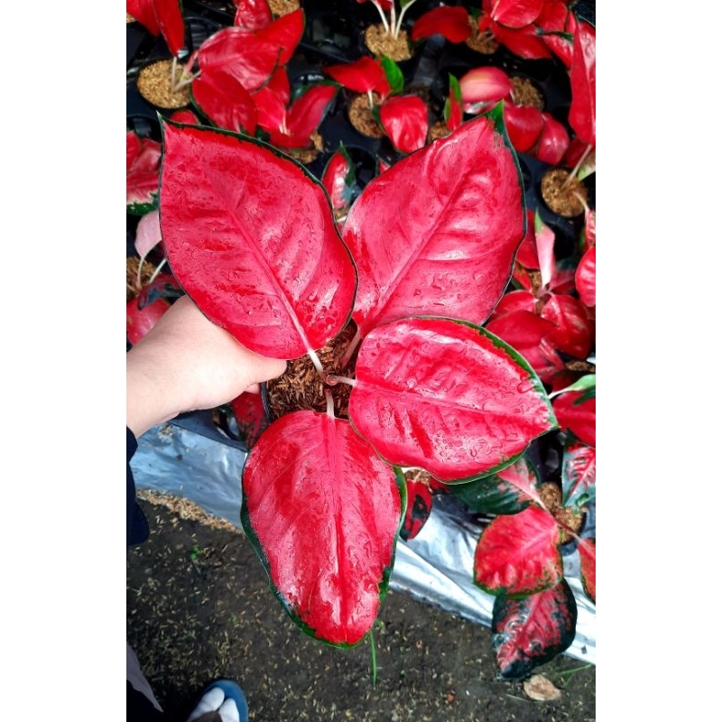 Suksom Jaipong Aglonema Suksom Jaipong  Merah Mutasi Tanaman Hias Aglonema Aglaonema Suksom Jaipong 