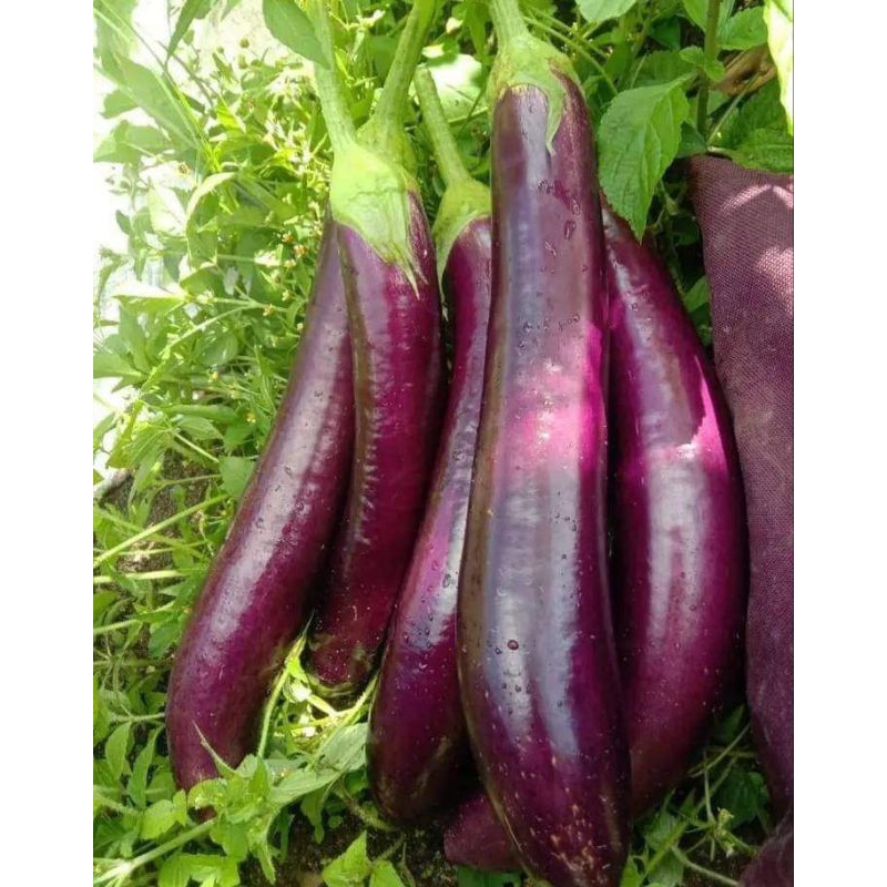 

BIBIT TERONG UNGUL (Siap tanam dan dibuahkan)