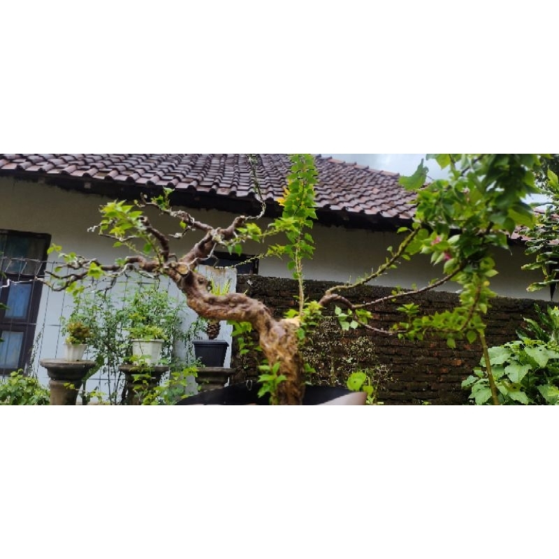 bonsai bougenville singapore realpict