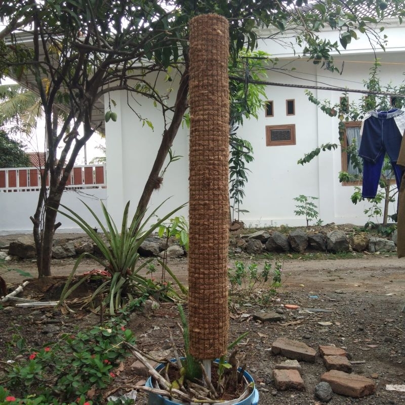 Turus anggrek jumbo rambatan tanaman