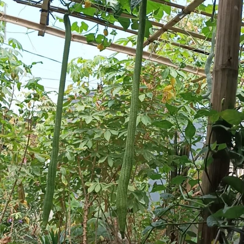 Benih bibit pare /gambas , oyong jumbo