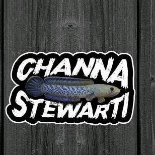 

stiker chana stewarti 10-11cm