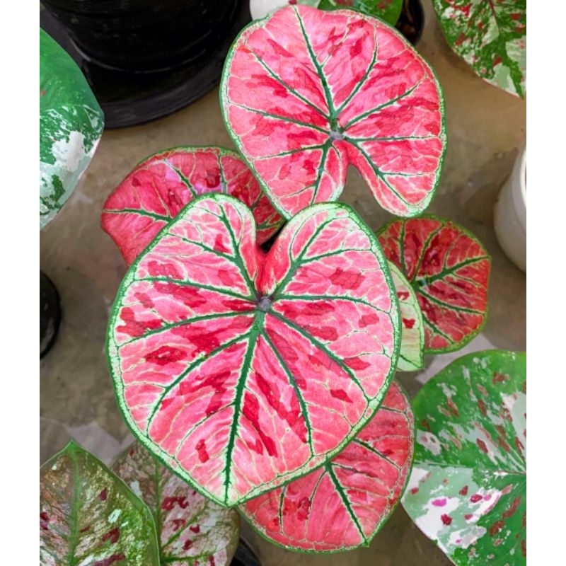 Caladium Thai Series Super Wonderland 1-3 Daun Tanaman Keladi Hias Murah Impor Thailand Import BUKAN