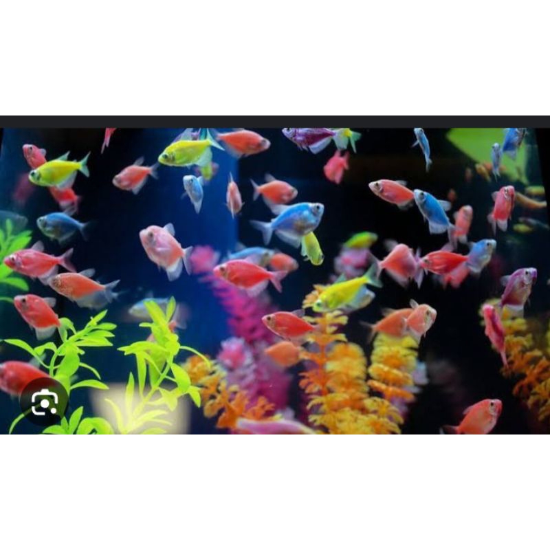 ikan Glow fish/ikan warna warni PAKET 10 ekor