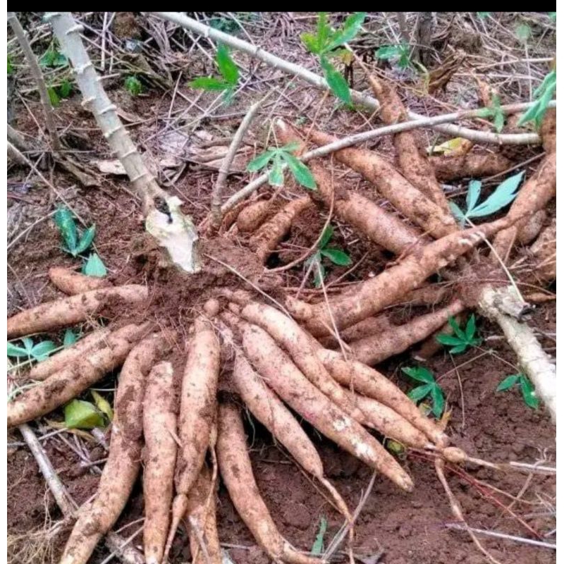 

singkong unggul jenis si rayud. buah lebat dan empuk. satu ikat isi 15batang