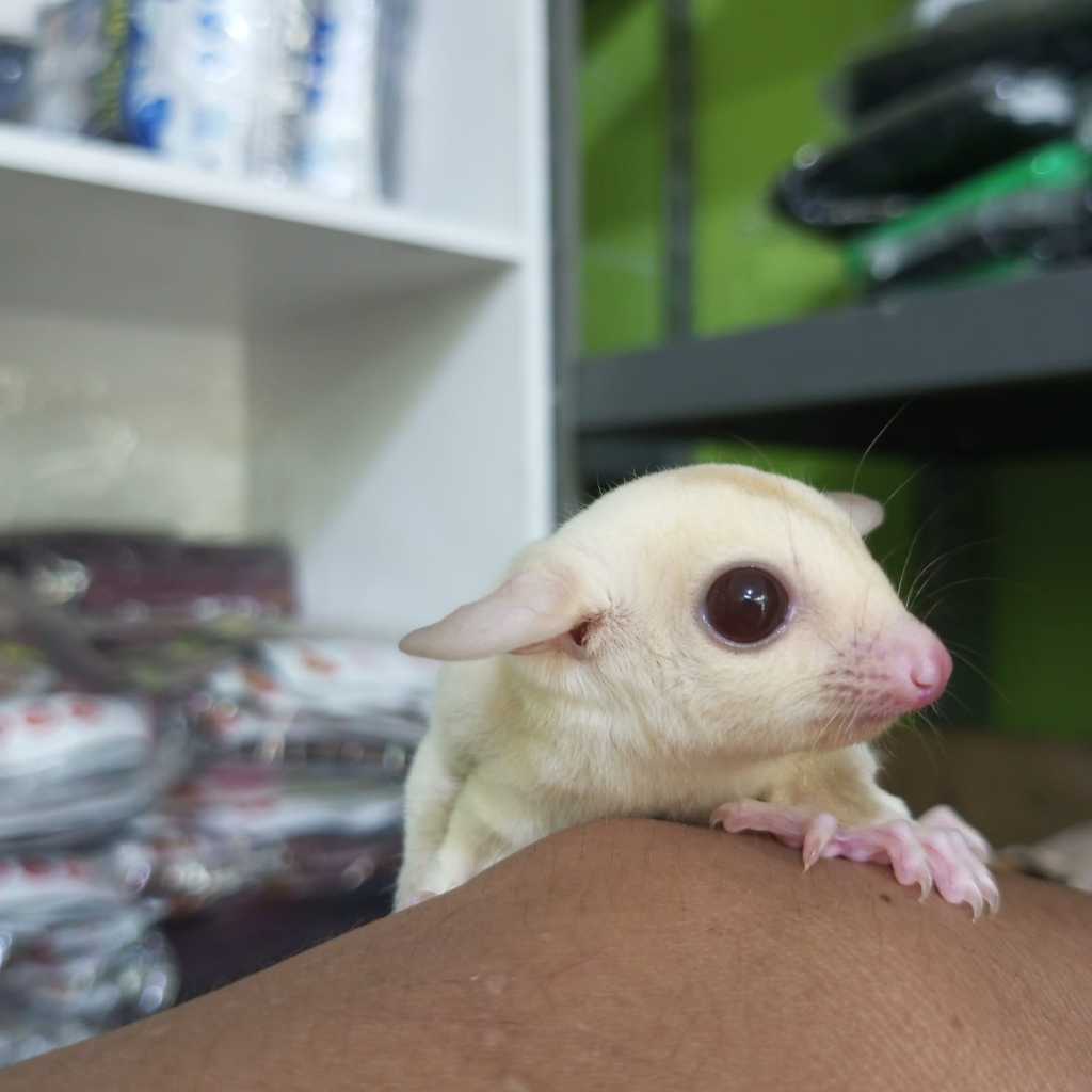 (Kurir Instant) Sugar Glider Platinum Mosaic Joey / SG PLATMOS Baby Jinak