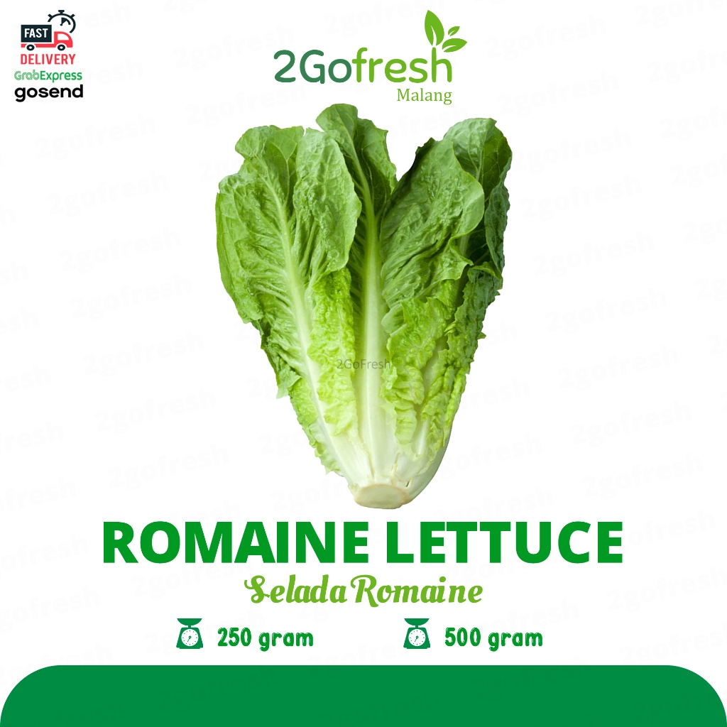 

Daun Selada Romaine / Slada Romaine / Romaine Lettuce Fresh - Sayur Sayuran