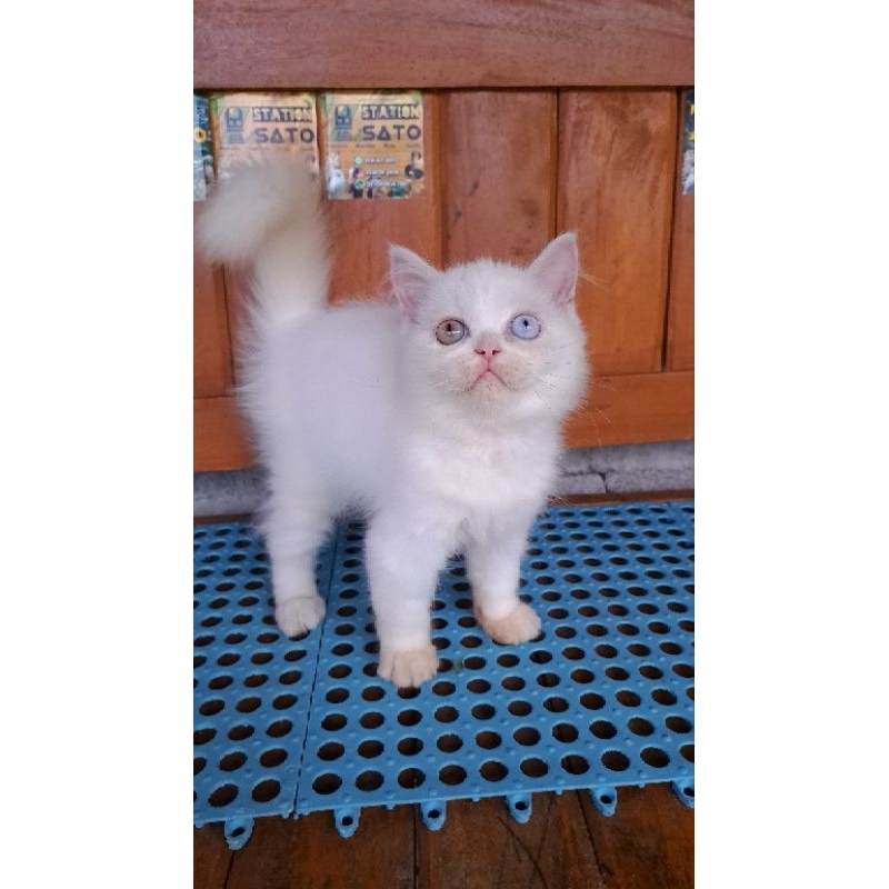 Kitten Persia Flatnose Odd Eyes