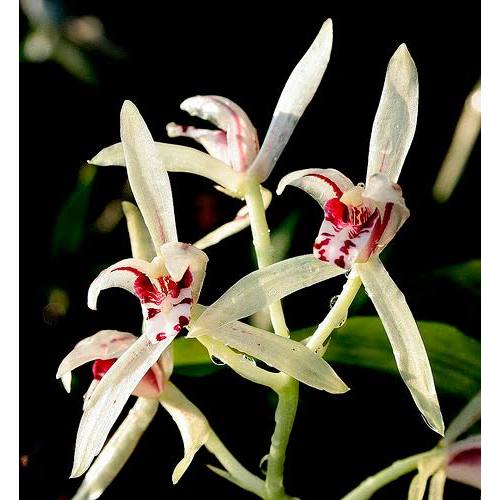 Anggrek cymbidium lancyfolium rimbun siap spike knop siap berbunga| Anggrek spesies