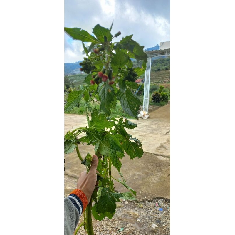 

Daun Sintrong segar@1kg