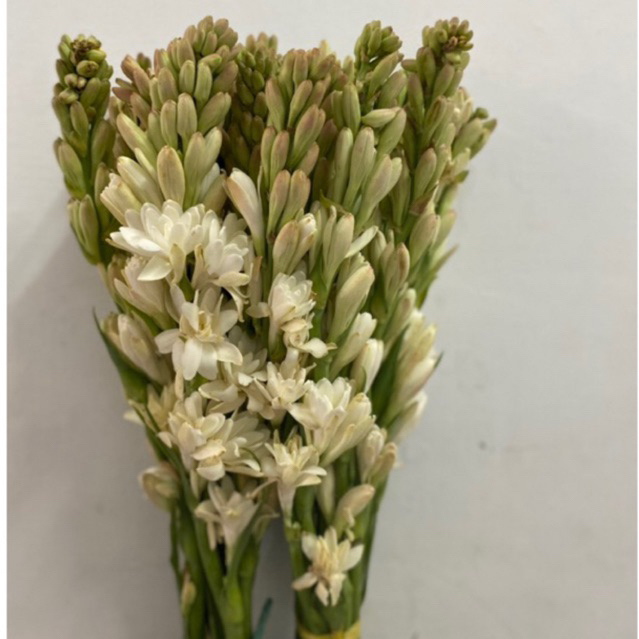 Bunga Sedap Malam 10 Stems Segar fresh ASLI / Bunga Sedap Malam / Kembang sedap malam murah