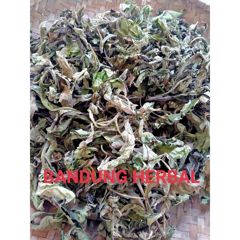 

daun afrika sambung nyawa kering super obat herbal 50 grm