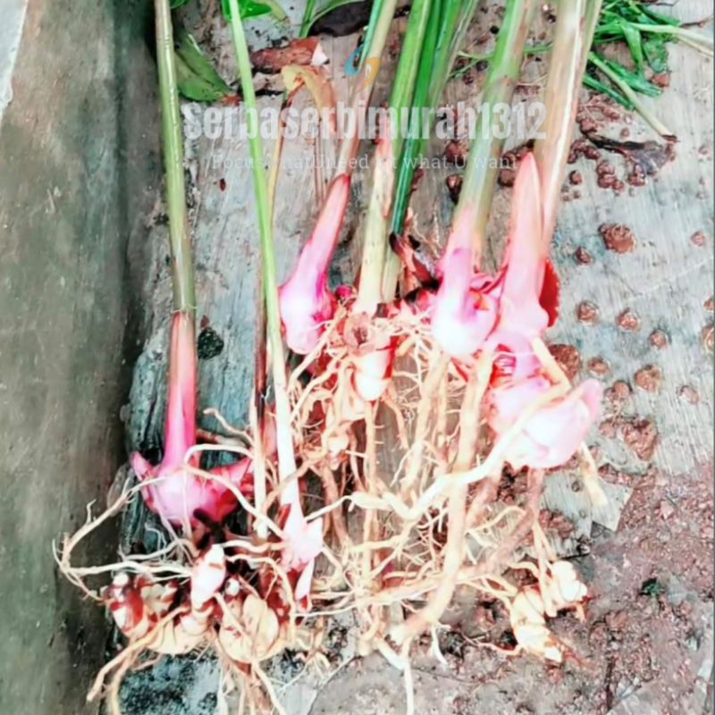 

Lengkuas/Laos Merah & Putih |100gr, 250gr, 500gr