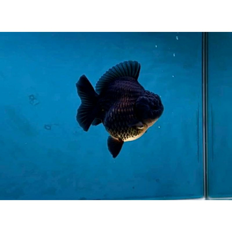 oranda ost black