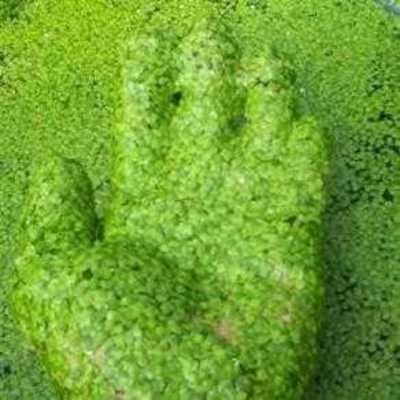 Tanaman untuk ternak ikan cupang guppy aquascape