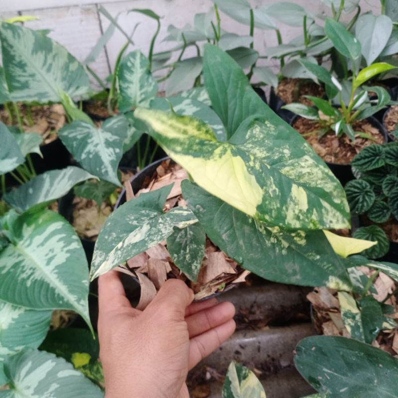 Pohon Singonium varigata kuning - Tanaman Hias Singonium varigata kuning