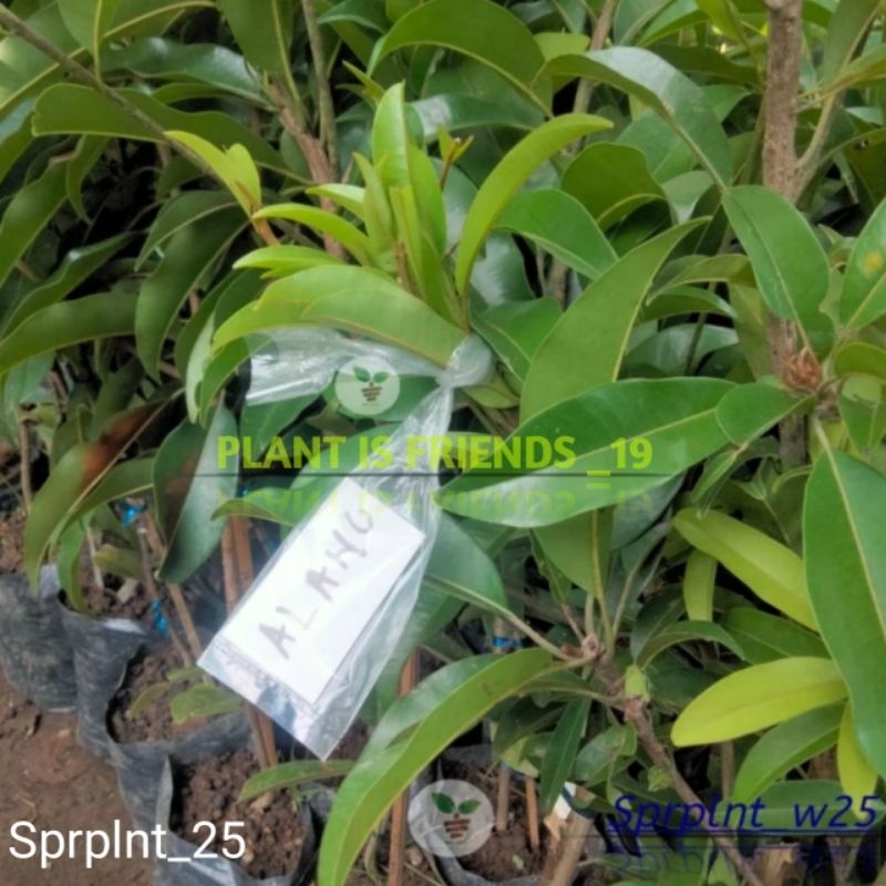 BIBIT SAWO ALANO VALID HASIL OKULASI TANAMAN SAWO ALANO