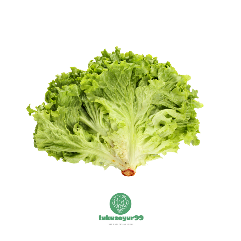 

Grosir Hemat Selada Segar Lokal Kualitas Terbaik 250 gram 500 gram