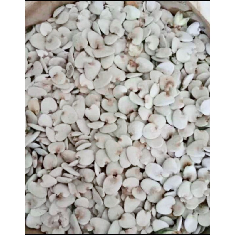 

biji kering jeruju 100 biji + bonus 15 ready