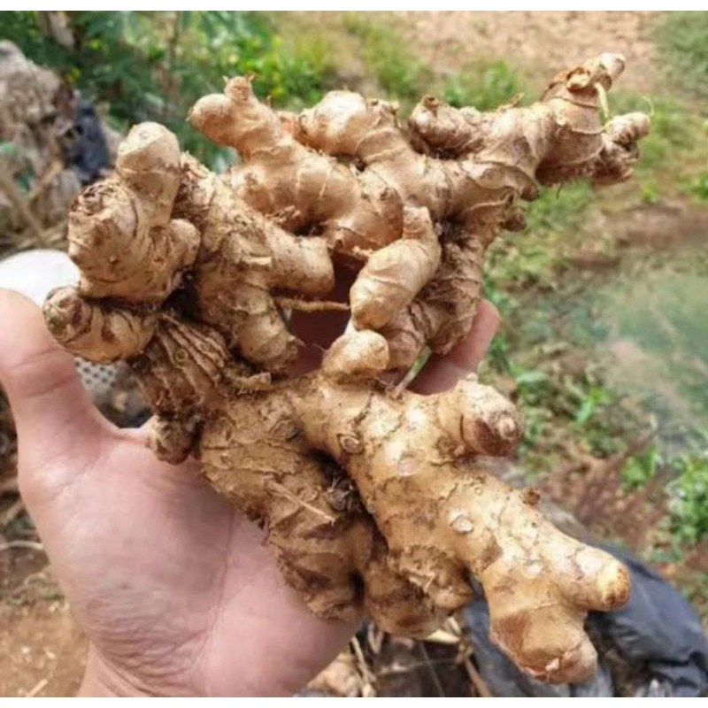 

Lempuyang Segar 1 kg