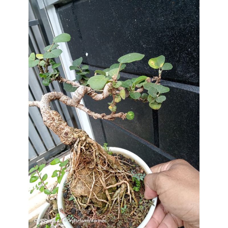 Bonsai waru Jepang cascade otr