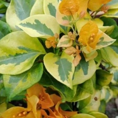 Bougenville Yellow Wonder Bugenvil Import Ori