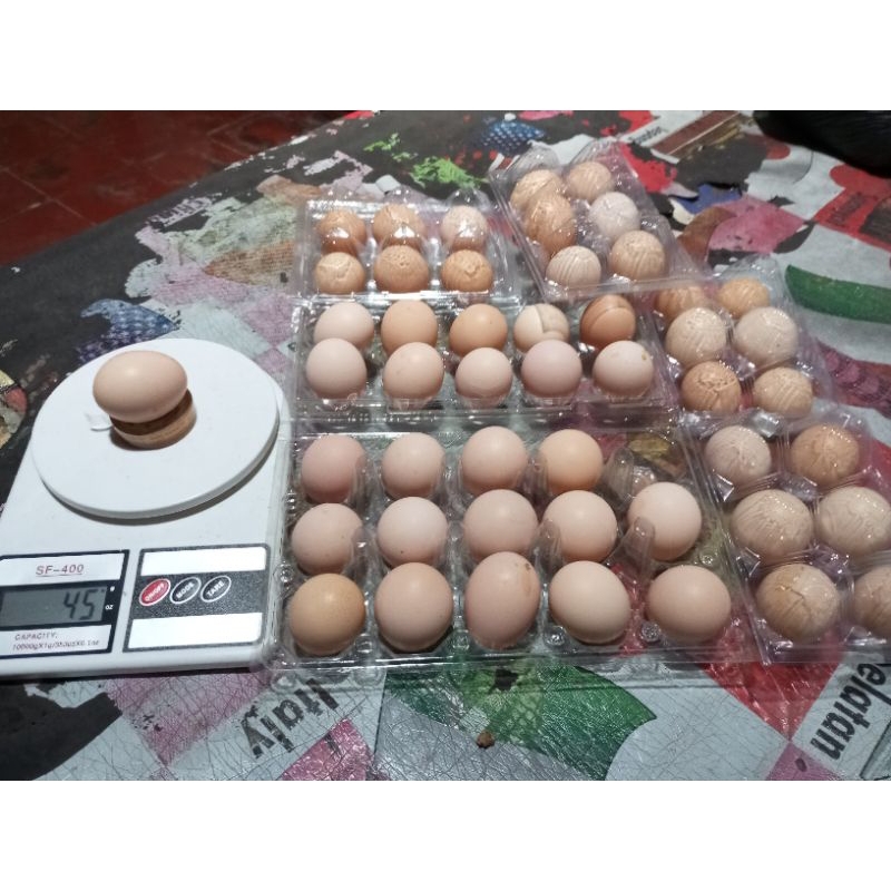 

Telur fertil ayam kub2 janaka - telur ayam kampung
