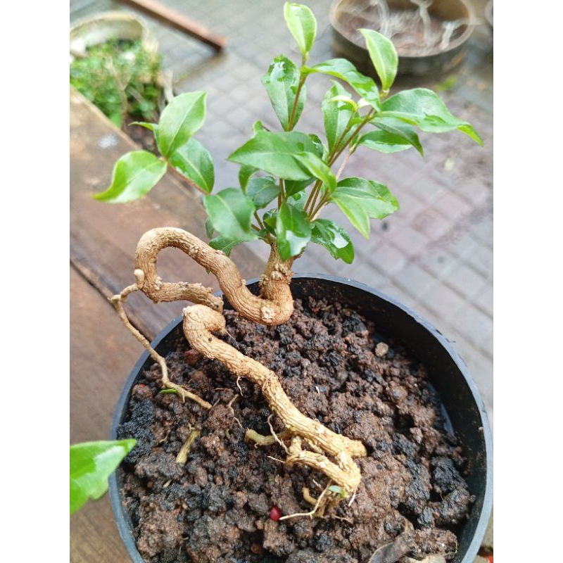 Bonsai Mame Sakura Jepang