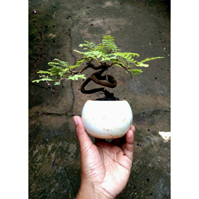 Bonsai Asem Jawa