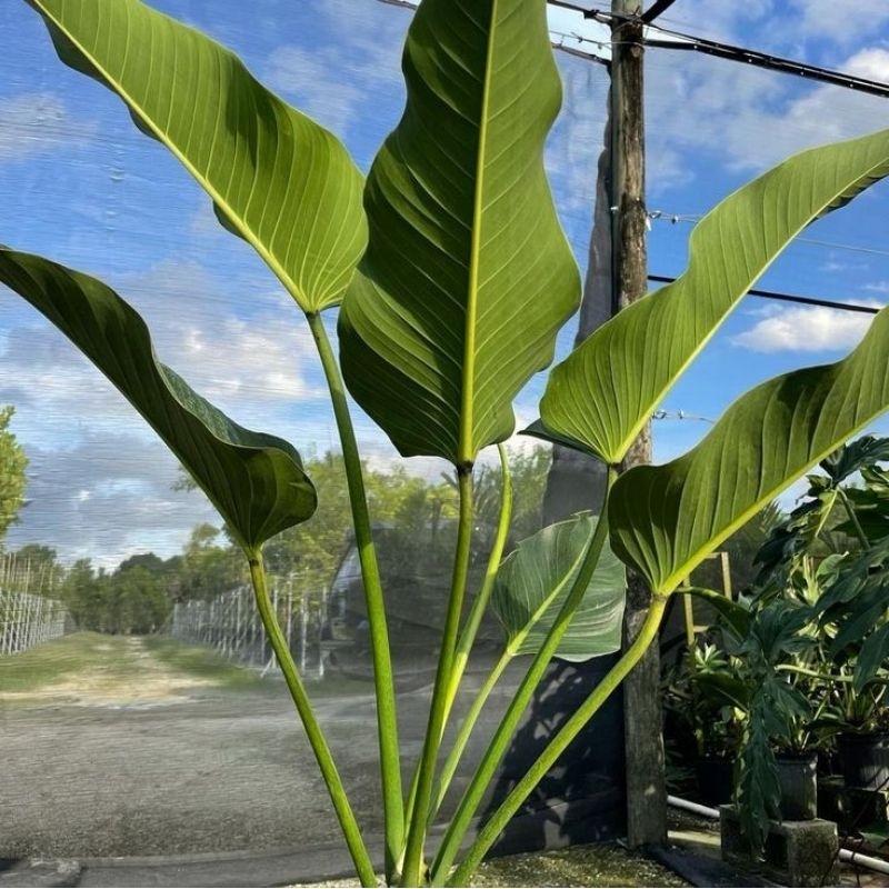 tanaman hias philodendron davidsonii