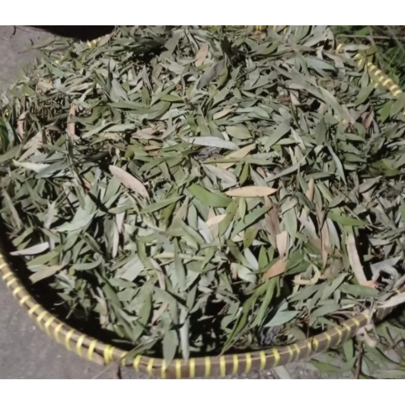 

Daun Kayu Putih Kering 100 gram
