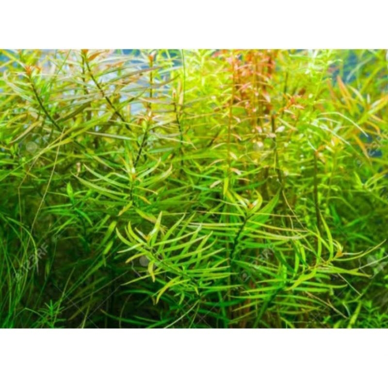 ludwigia arcuata