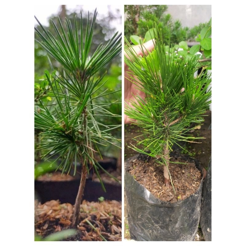 Japanese Black Pine Kecil/ Japanese Blackpine