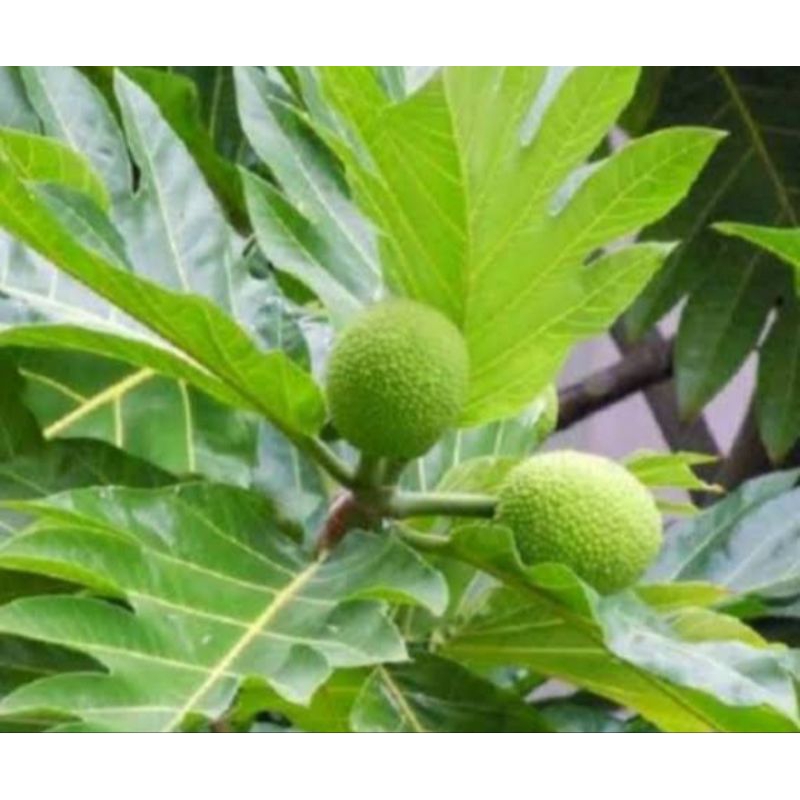 

Daun sukun segar