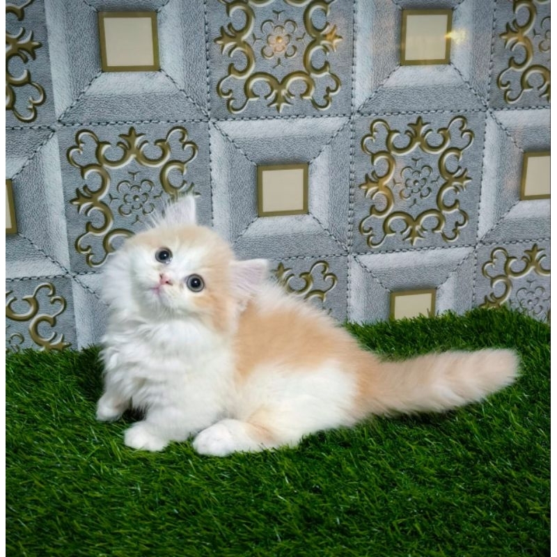 Kucing Munchkin Peaknose Kinkalow Kaki Pendek Persia Anggora British BSH