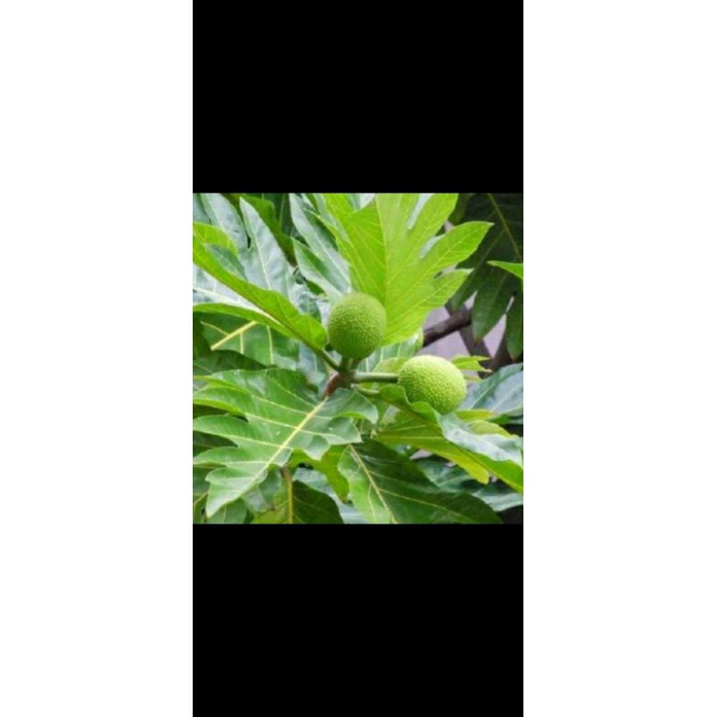 

Daun Sukun hijau segar500gram